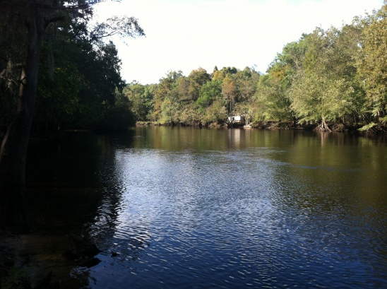 Edisto River, 50 yards from the campsite.