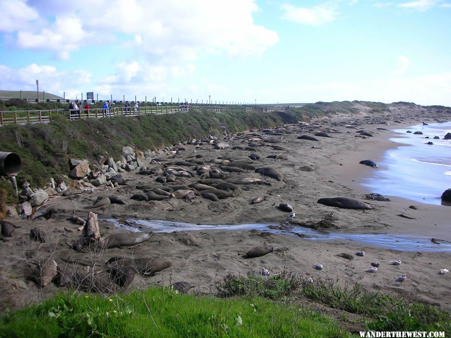 Elephant seals along Highway One