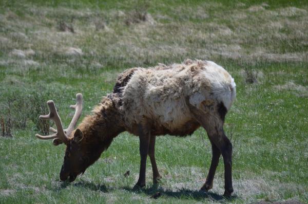 Elk as we entered Rocky Mountain National Park