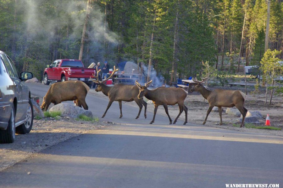 Elk in Glacier Basin CG