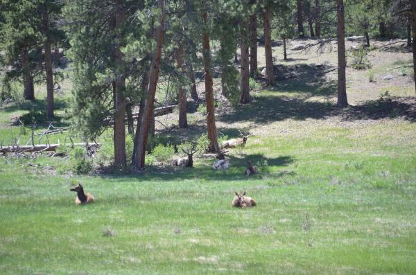 Elk in the Rocky Mountain National Park