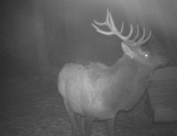 Elk on our up north Michigan property