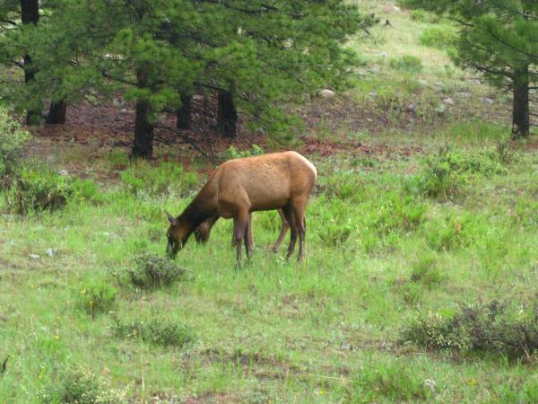 Elk