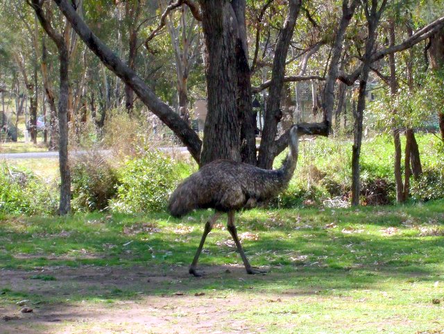 Emu_in_Camping_Area1