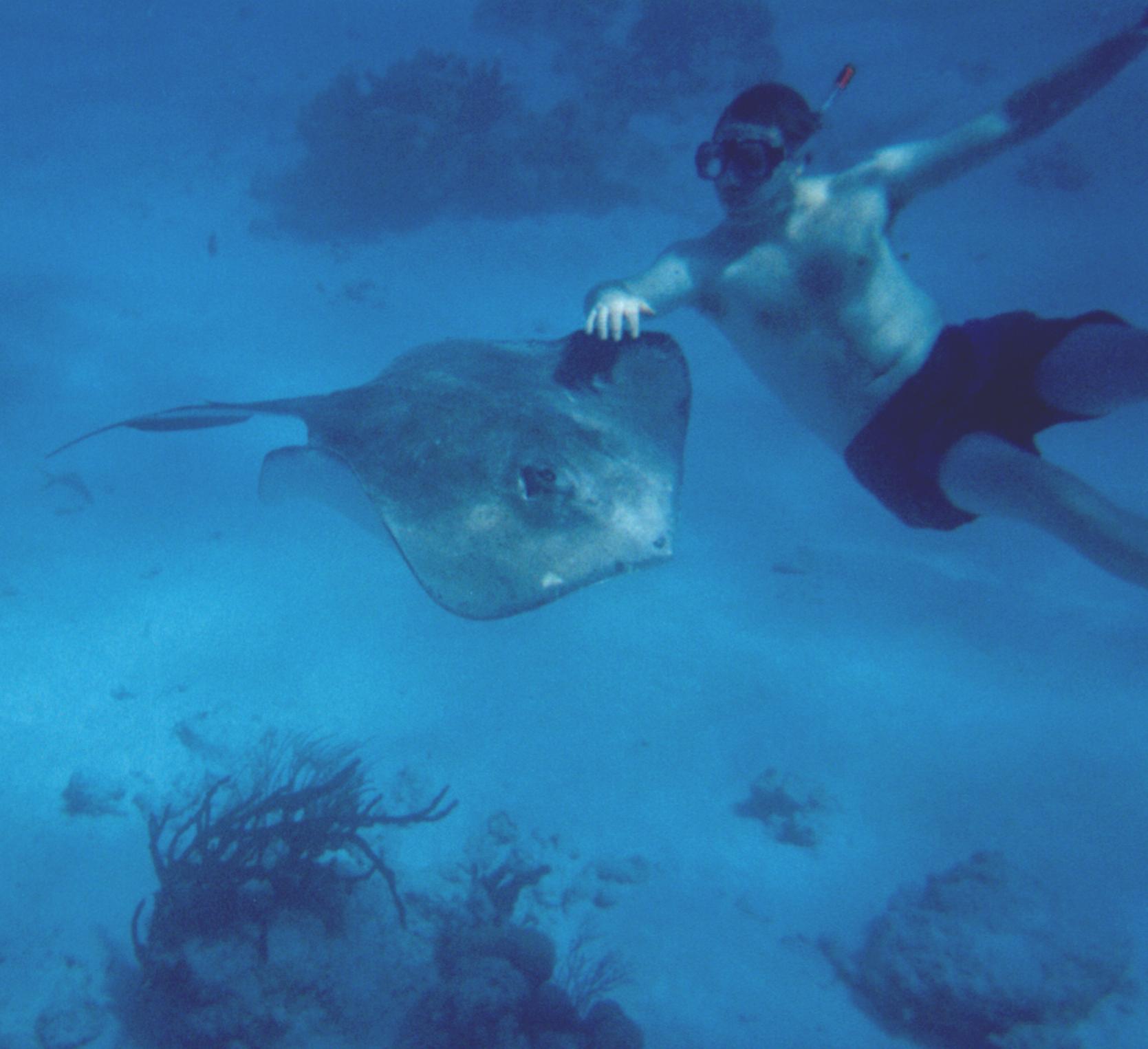 Ever pet a stingray?