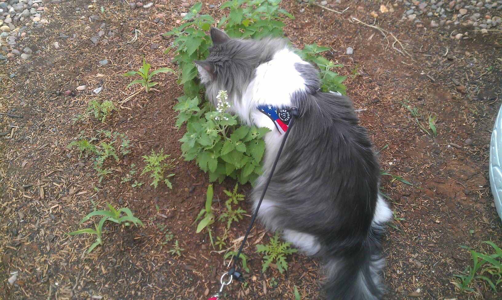 Evie in the catnip!