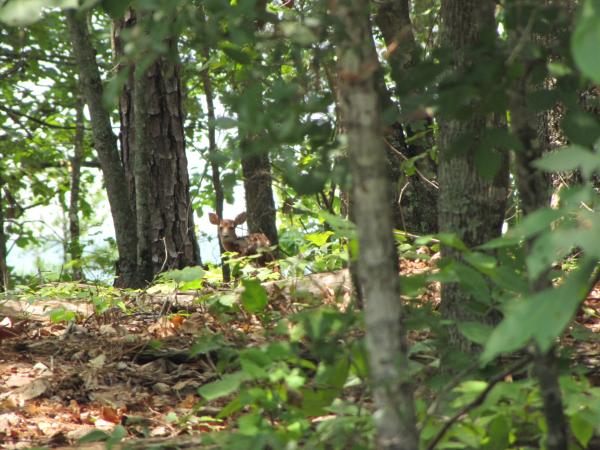 Fawn seen from the road.