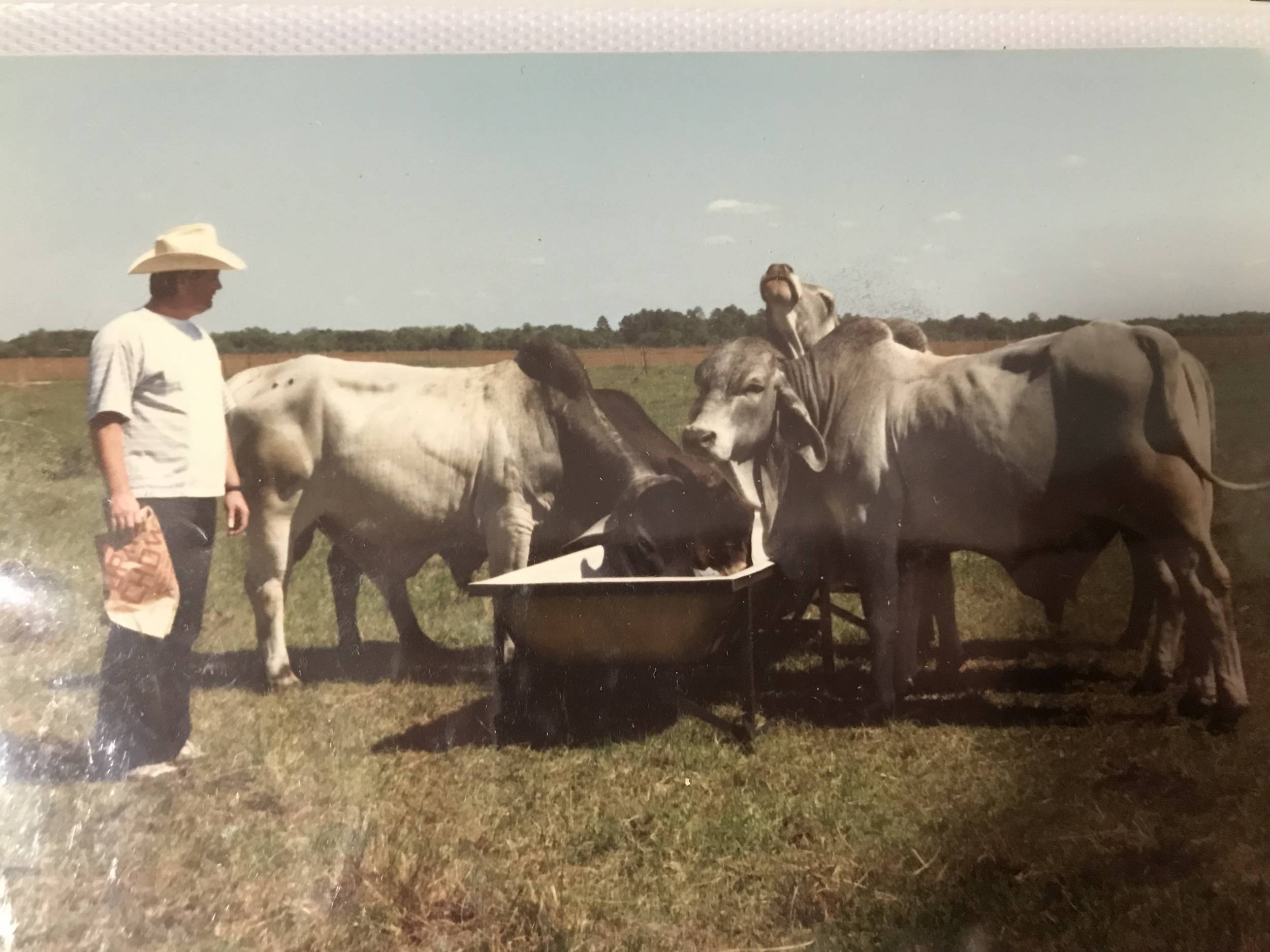 Feeding the bulls