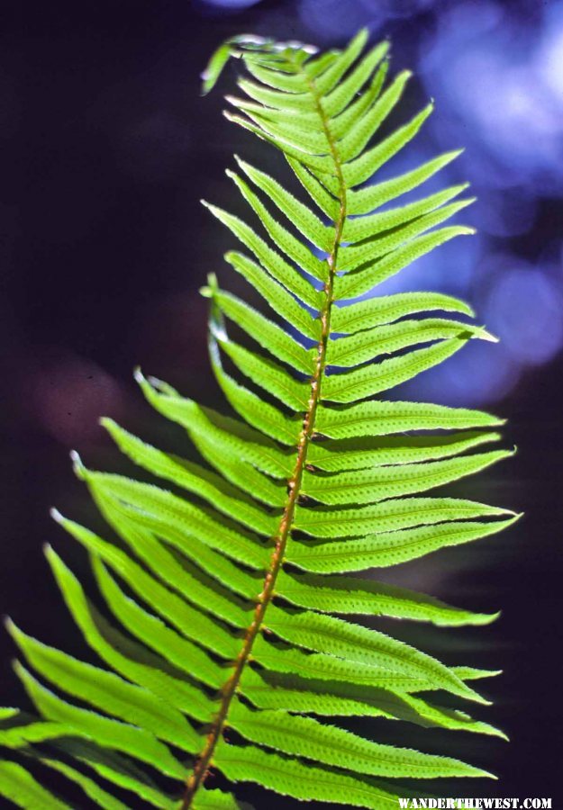 Fern in Fern Canyon