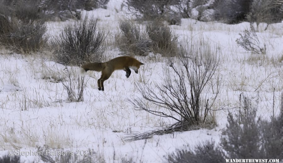 Fox Pounce DSC2239