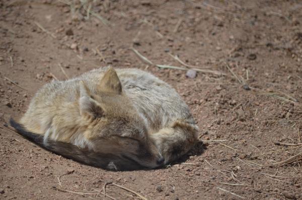 Fox sleeping at the Wolf Preserve near Divide, CO