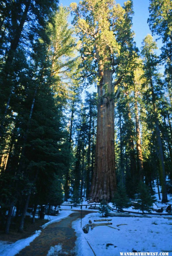 Giant Forest