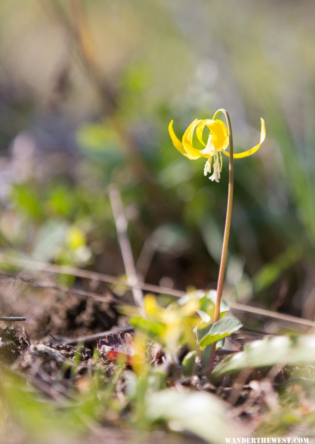 Glacier Lilly