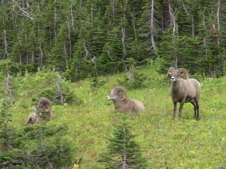 Glacier NP Rams 4