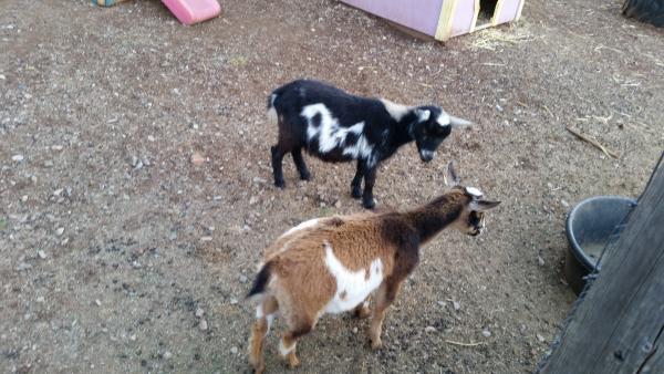 Goats at the petting zoo.