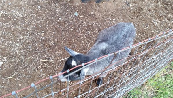 Goats at the petting zoo.