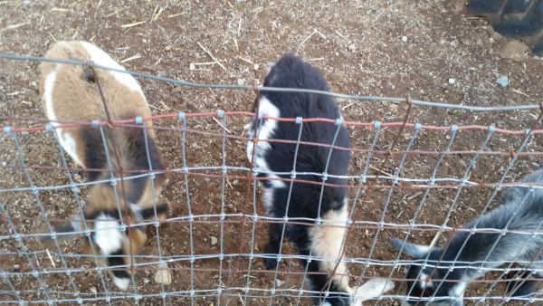 Goats at the petting zoo.