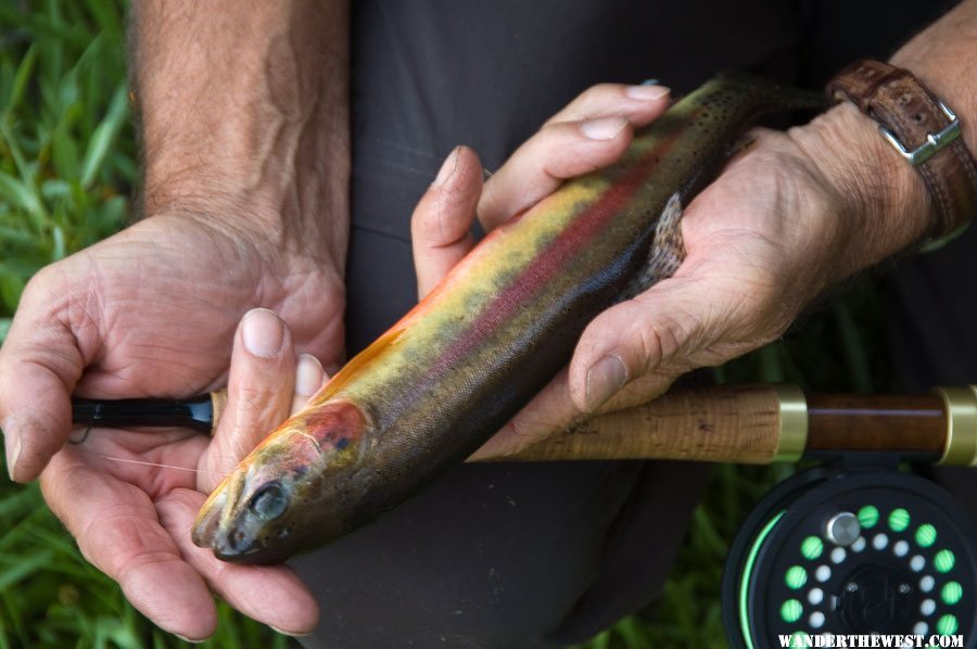 Golden Trout