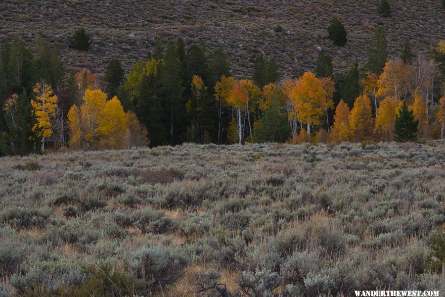 Green Creek Aspens