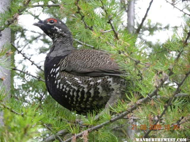 Grouse Bowman Lake area