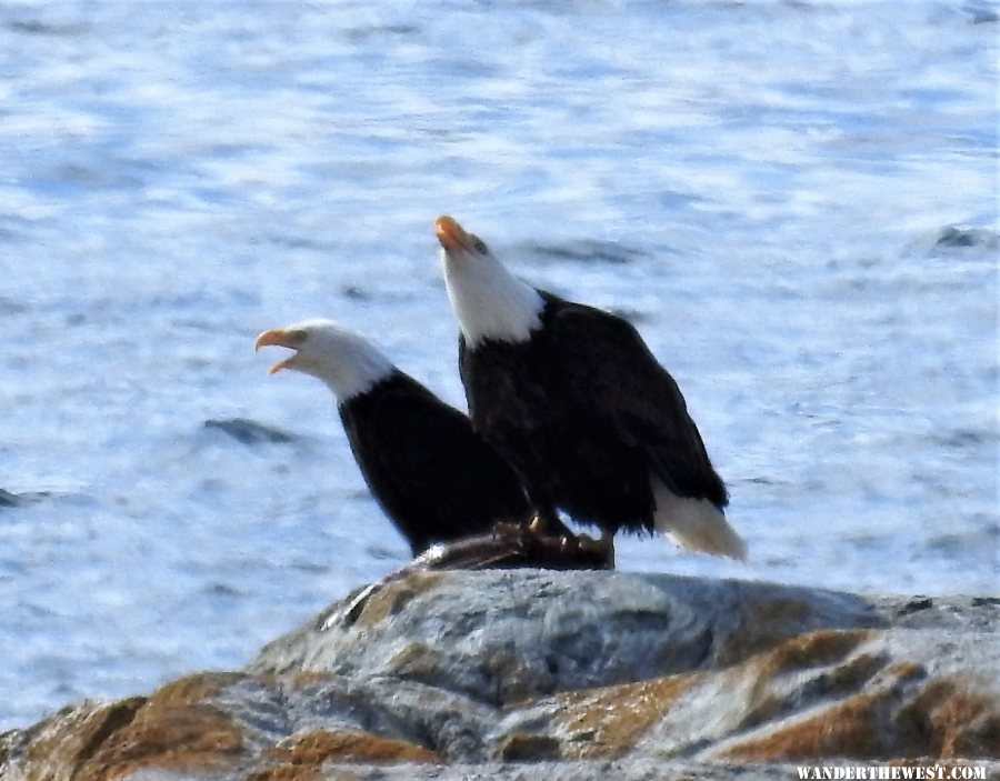 Grumpy eagles