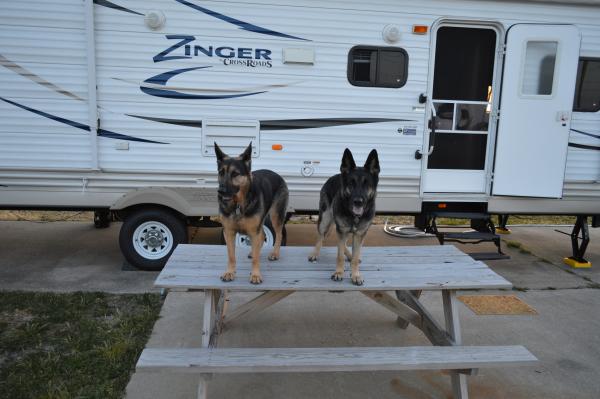 Guarding the Zinger, or waiting for food.