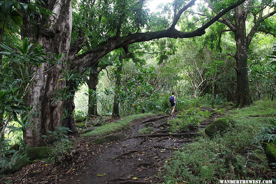 Hanakapi`ai Falls Trail