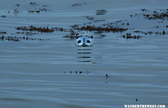 Harbor Seal