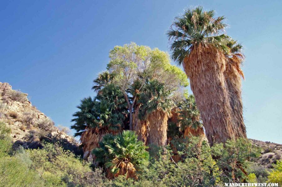 Have a picnic under the palms at the desert oasis.