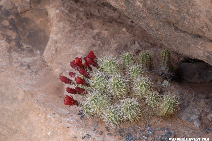 Hedgehog?