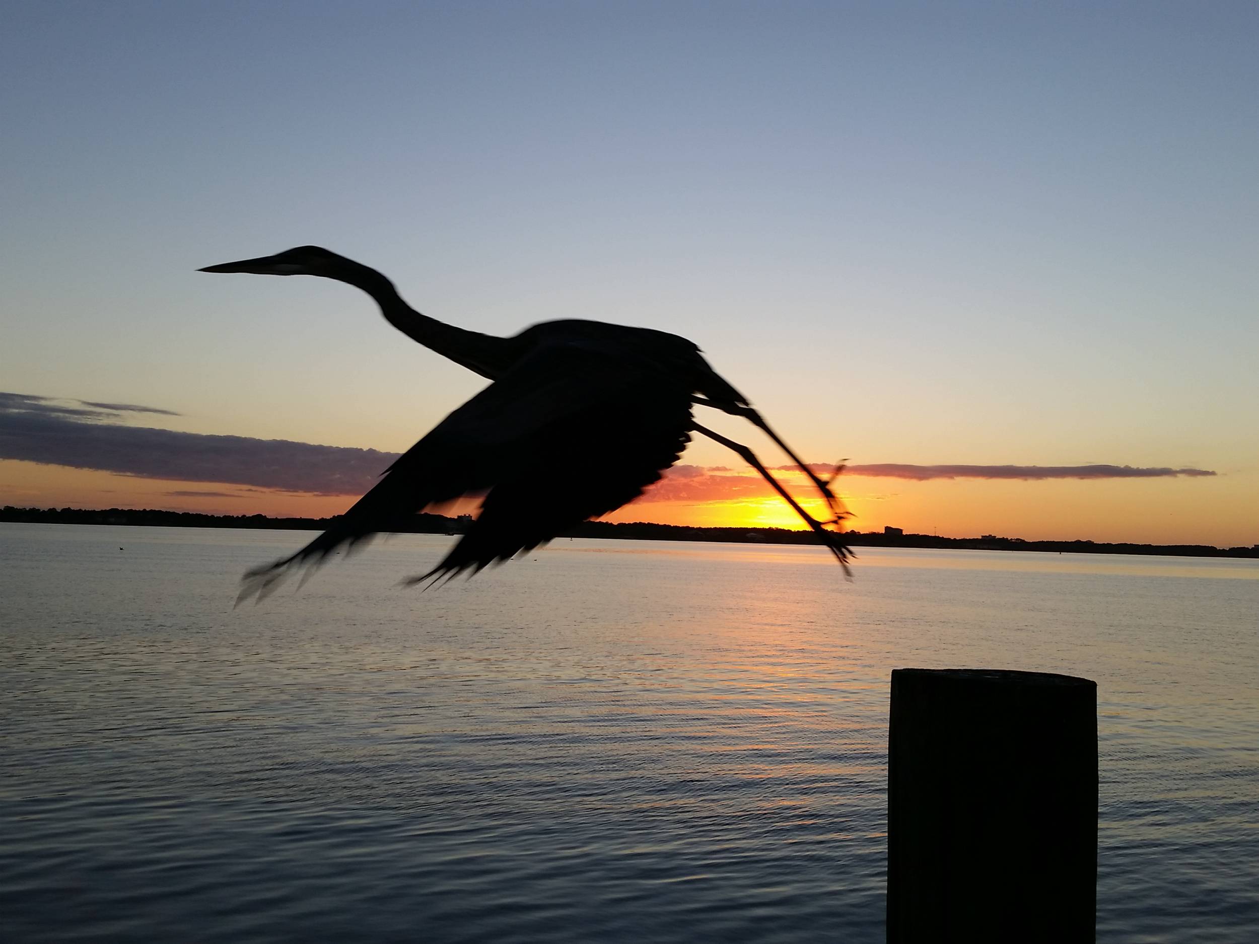 Heron in flight