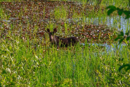 Heyburn State Park, Idaho 2019