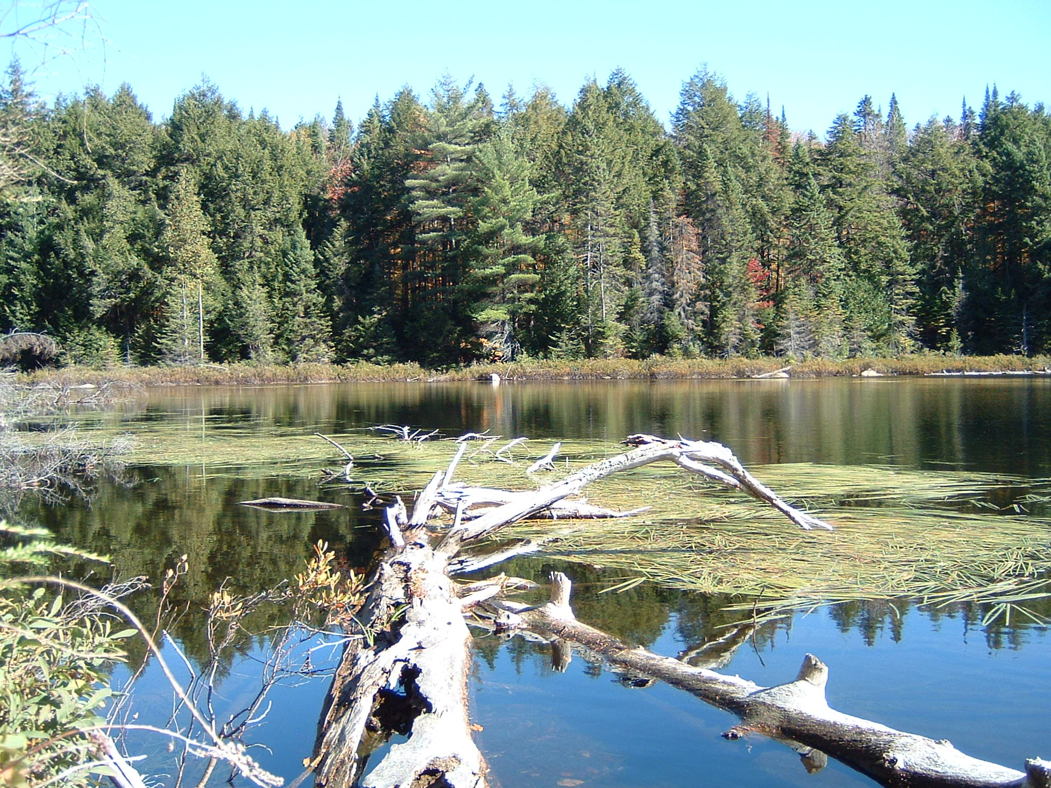 Hiking Trail Algonquin Prov Park