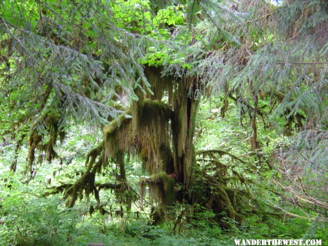 Hoh Rainforest 3.JPG