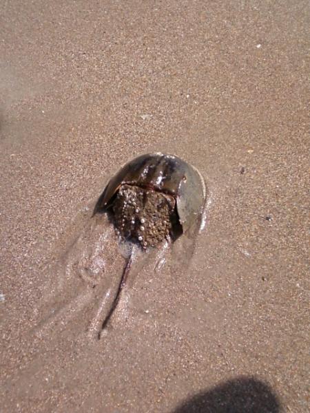 horseshoe crab