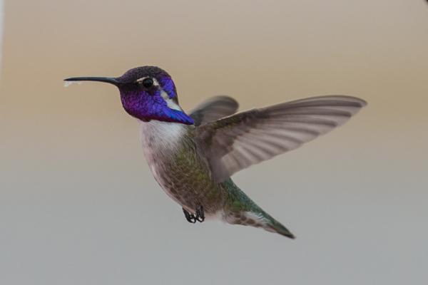 Hummingbird, La Paz County Park, AZ