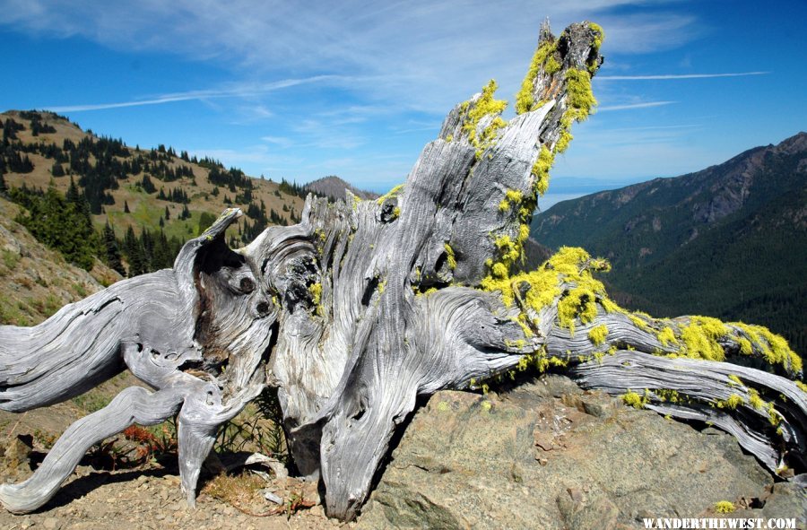 Hurricane Hill Trail