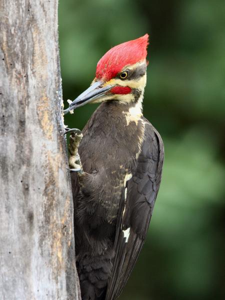 IMG 0167 Plited woodpecker