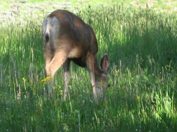 IMG 0731  This doe hung around the trailer all day..