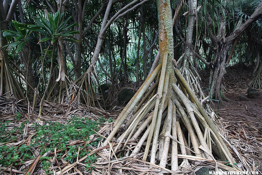 Interesting Trees - Hanakapi`ai Falls Trail