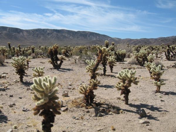 Joshua Tree Nat Park