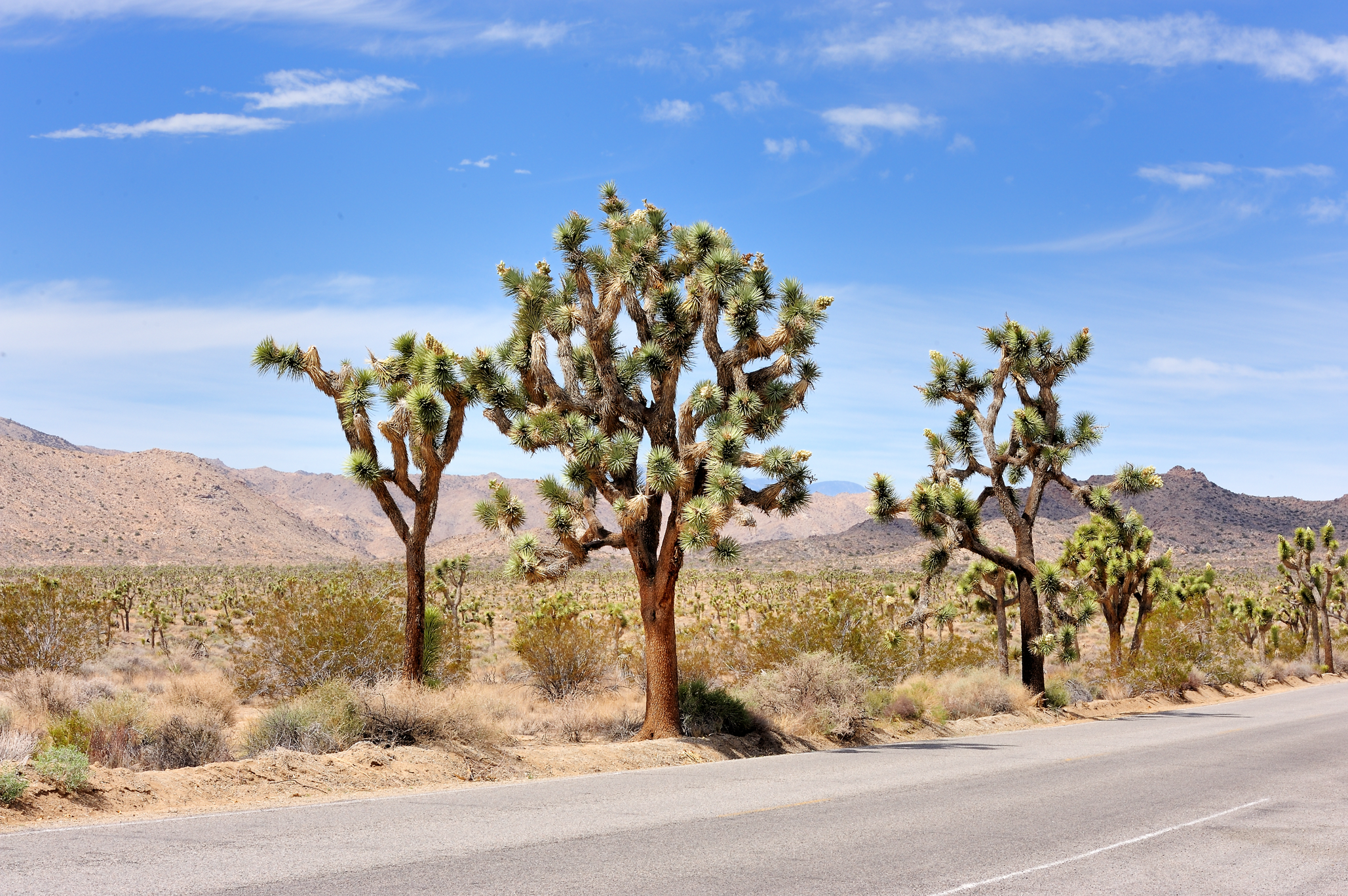 Joshua Tree National Monument