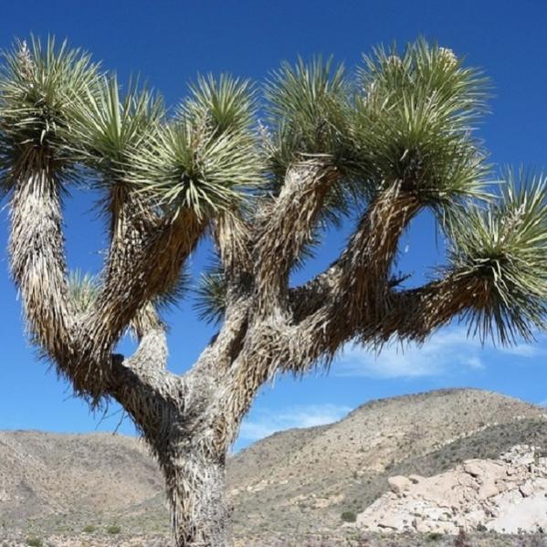 Joshua Tree.