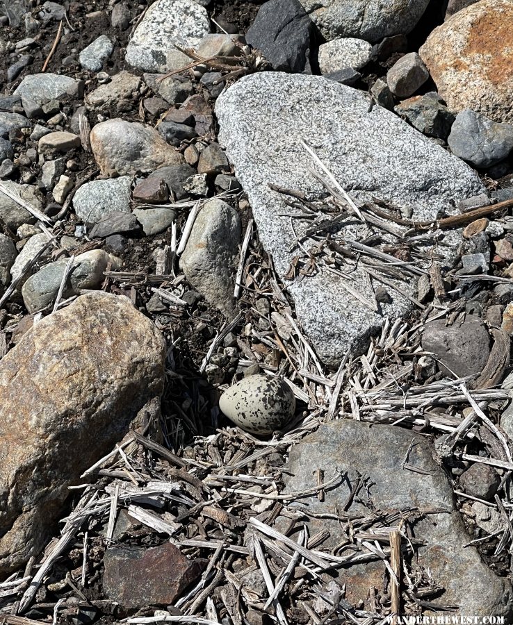 Killdeer Nest and Egg