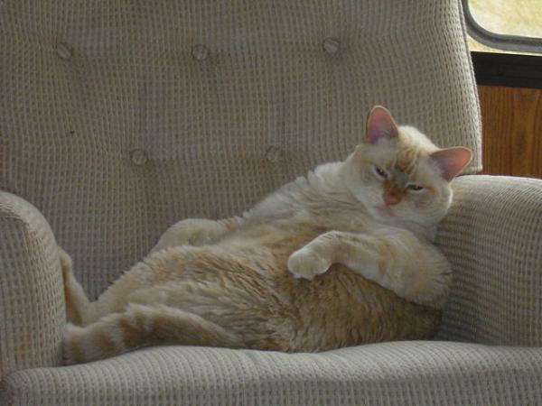 Kitty Cat enjoying a leisurely afternoon camping!