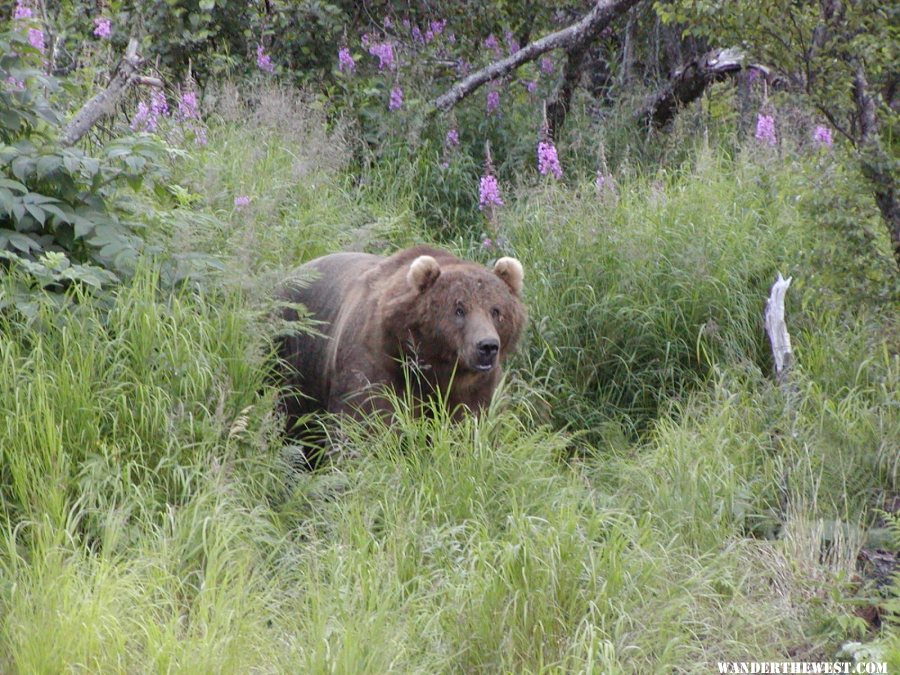 Kodiak Bear in the Fireweed