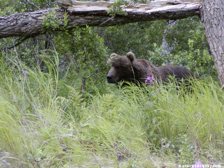 Kodiak Bear