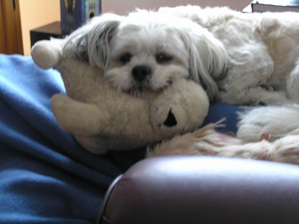 Laki our Lhaso Apso relaxing with his baby-doll