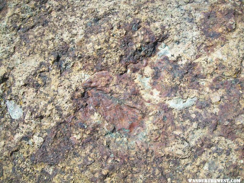 Leaf fossils