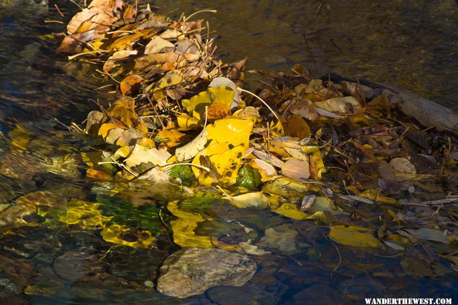 Leaves in Leavitt Creek